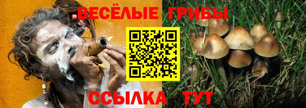 Вольск  Псилоцибиновые грибы прущие грибы  Вход с VPN  Галлюциногенные грибы Psilocybe 